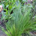 Stipa arundinacea 'Pheasant Tail'